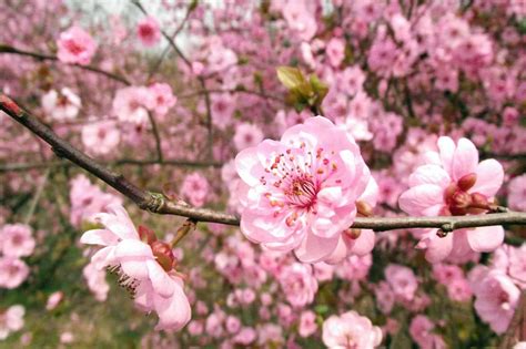 Fruit Trees in Bloom - The Produce Nerd