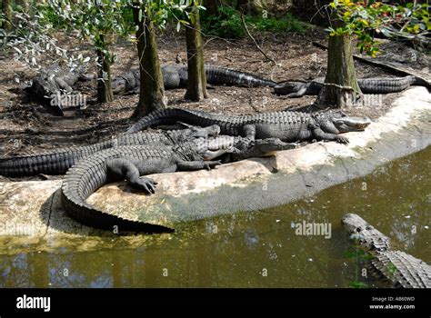 Alligator at Lowry Park Zoo Tampa Florida FL voted the number one zoo ...