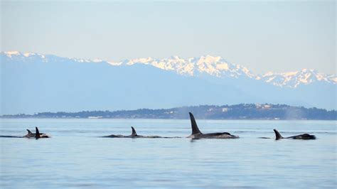 5 AMAZING Whale Watching Tours In The San Juan Islands