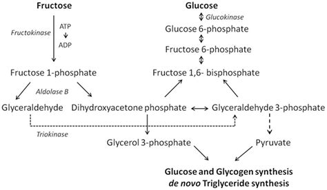 Frontiers | Effects of High-Fructose Diets on Central Appetite ...