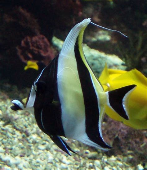 Moorish Idol (Zanclus cornutus) - ZooChat