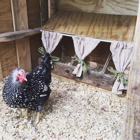 Pictures Of Chicken Nesting Boxes - How To Build A Nest Box | BackYard Chickens - Learn How to ...