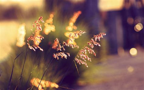 Bokeh Wallpapers HD Free Download