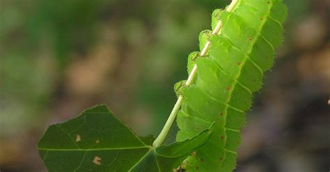 Nature in the Ozarks: Luna Moth Caterpillar (Actias luna)