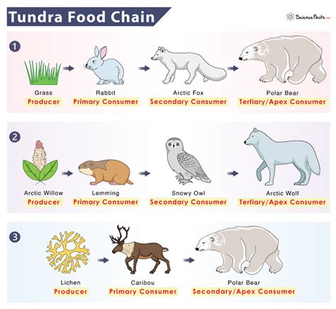 Tundra Food Chain: Examples And Diagram, 40% OFF