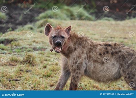 Bloody Hyena Eating Bones in the African Savannah. Stock Photo - Image ...