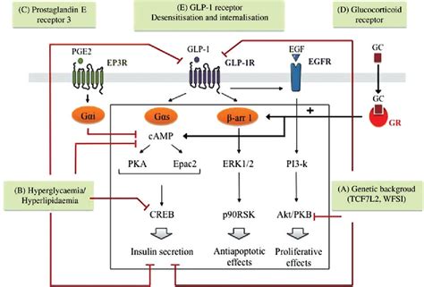 Figure 1 from Molecular mechanisms redirecting the GLP-1 receptor ...