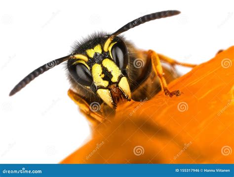 Wasp face macro closeup stock photo. Image of feed, wasp - 155317946