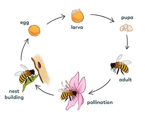 Life Cycle – Pollinator Quest