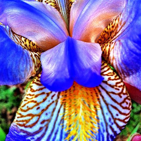 283 best images about Iris on Pinterest | Bearded iris, Iris reticulata and Yellow