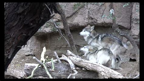 Wolf matiing | wild wolf mating season | animals breeding season | wolves breeding season wolf ...