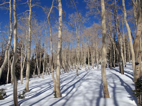 Aspen in Winter stock photo. Image of forest, aspen, sunshine - 22775888