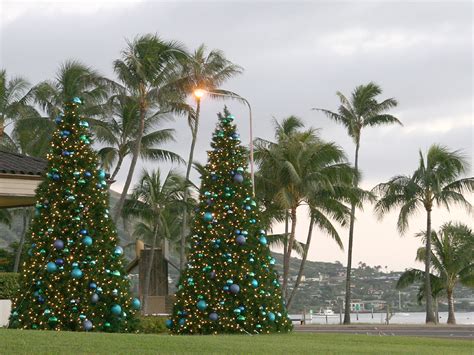 traditional and hawaiian christmas trees - a photo on Flickriver