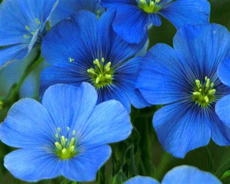 Blue Flax | Flax flowers, Flowers perennials, Amazing flowers