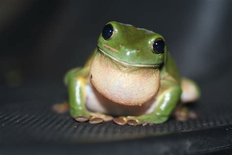 How Do Frogs Jump? [Video] | Popular Science