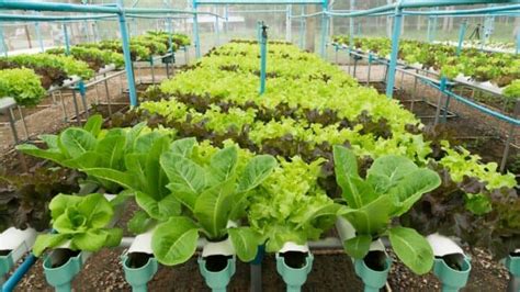 15 Best Vegetables for Hydroponics | Plantophiles