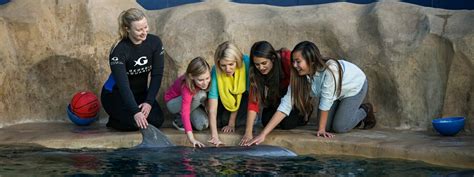 Dolphin Animal Encounter & Experience | Georgia Aquarium