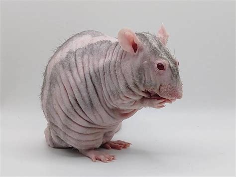 Fancy Pet Rat Breeds Store | www.oceanproperty.co.th