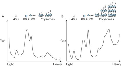 Resistance exercise increases polysomal RNA. Polysome traces from the... | Download Scientific ...