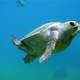 Loggerhead Sea Turtle hatchligns on the beach image - Free stock photo - Public Domain photo ...
