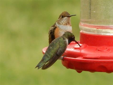 Hummers | Wildlife, Chad, Animals