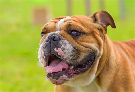 Mini Bulldog: Everything to Know about This Compact Breed