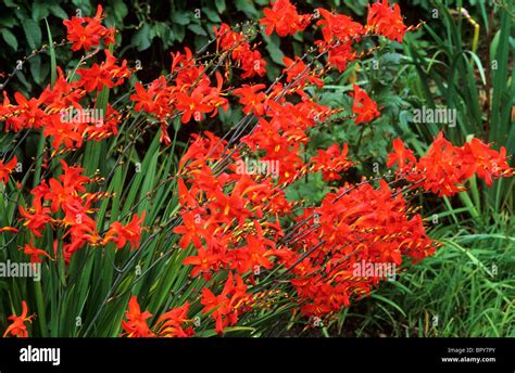 Red montbretia hi-res stock photography and images - Alamy