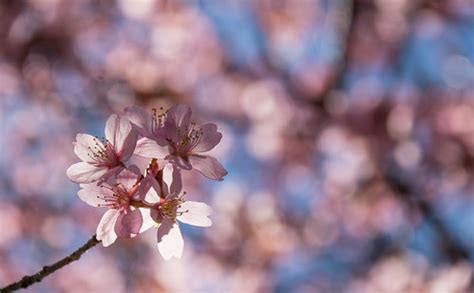 Spring blossom | Susanne Nilsson | Flickr