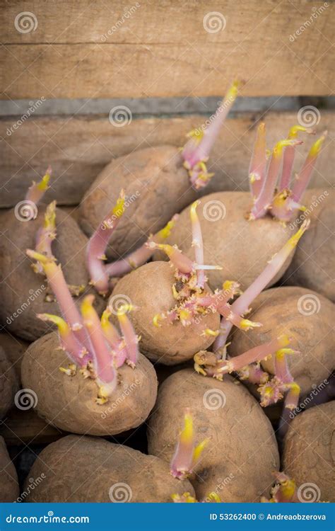 Sprouting Organic Potatoes Ready for Planting Stock Photo - Image of cultivated, grown: 53262400