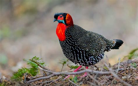 Tragopans: The Horned Pheasants of India | Roundglass | Sustain