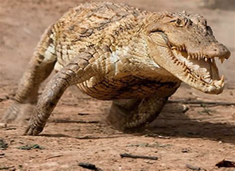 What is the running speed of a Crocodile?