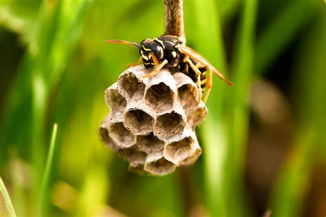 Wasp Nest Removal – BeeAware Allergy