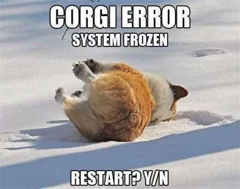 corgi-meme - WorldWideInterweb