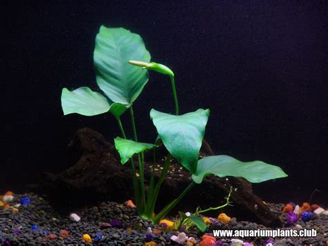 Anubias Barteri Nana Aquarium Plant | Aquarium Plants