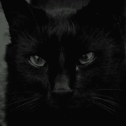 Black cat Personality Type, MBTI - Which Personality?