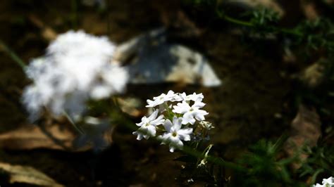 Flowering Plants in Outdoor Garden in Karachi Pakistan 2022 18925798 ...