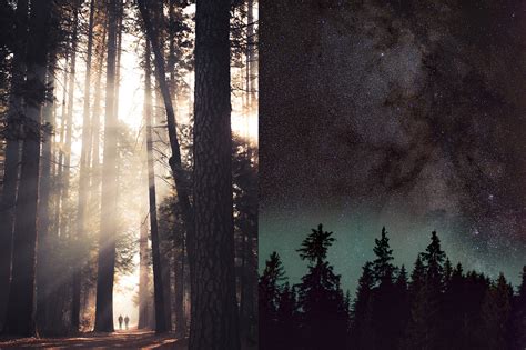 Forest Photography Tips & Guide for Better Photos