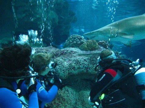 Diving with Sharks | Blue planet aquarium, Shark diving, Aquarium