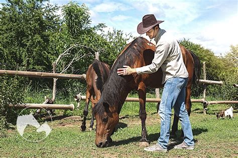 What Does It Take To Become A Horse Breeder? - Horses & Foals