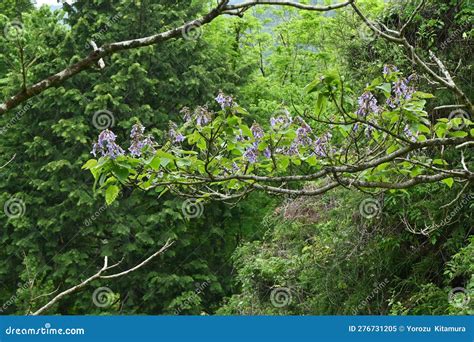 Paulownia Tree ( Paulownia Tomentosa ) Flowers. Stock Image - Image of ...