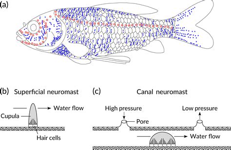 Structural Adaptation Of Fish To Live In Water - Unique Fish Photo