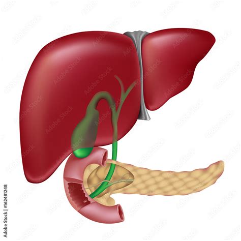 Liver, gallbladder and bile production and passage, unlabeled. Stock Illustration | Adobe Stock