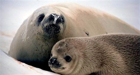 Crabeater Seal – "OCEAN TREASURES" Memorial Library