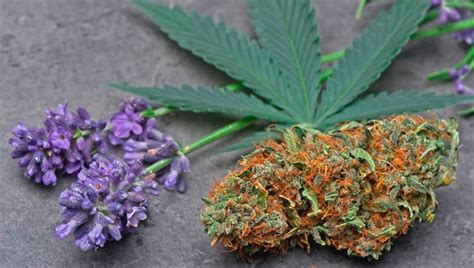 Understanding Terpenes: What is Linalool? | Fast Buds