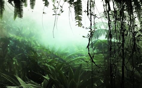 Rainforest Fog Wallpapers - Wallpaper Cave