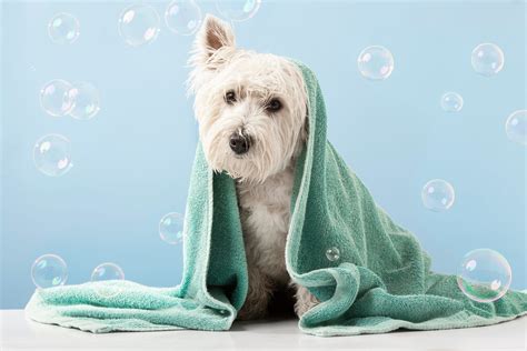 Tips for Home Dog Grooming - Charlotte Kennels