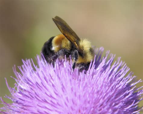 Facts About Bumblebees | Live Science