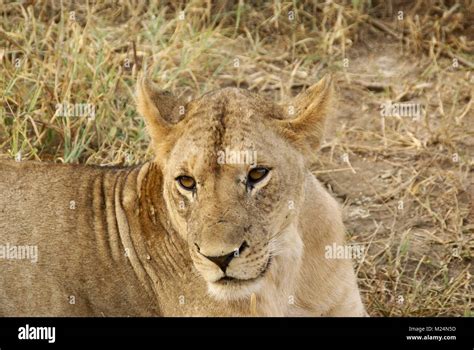 lion safari kenya south africa Stock Photo - Alamy