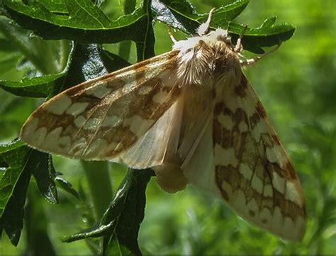 Spotted Tussock Moth: Identification, Life Cycle, Facts & Pictures