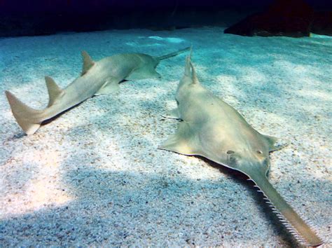 Researchers Find The Critically Endangered Sawfish Reproducing From Virgin Births